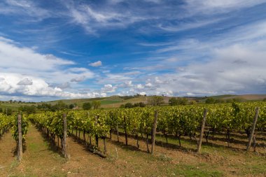 Montalcino, Toskana, İtalya yakınlarındaki üzüm bağlarıyla tipik Toskana manzarası