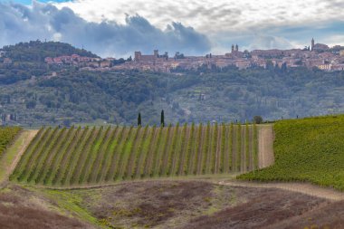 Montalcino, Toskana, İtalya yakınlarındaki üzüm bağlarıyla tipik Toskana manzarası