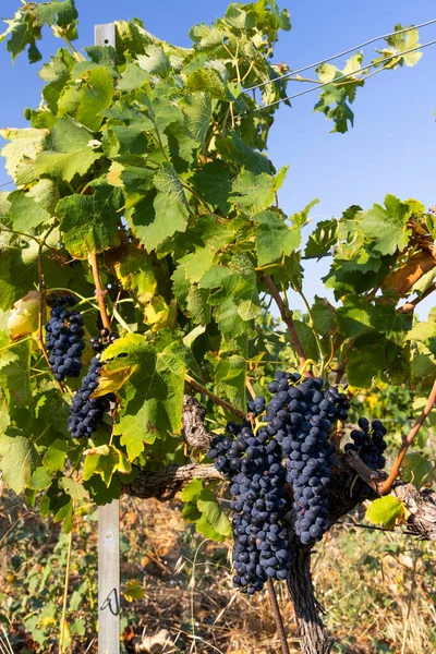 Typical Vineyard Blue Grapes Chateauneuf Pape Cotes Rhone France — Stock Photo, Image