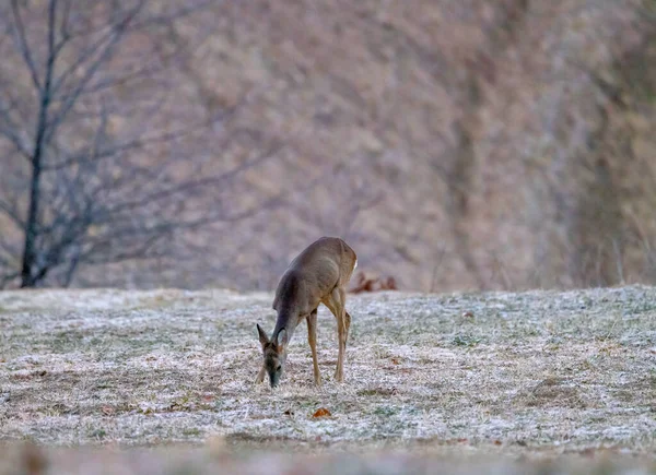 Young Roe Deer Frosty Morning Mountains Northern Slovenia — Stock Photo, Image