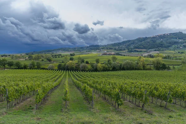 Typische Toskanische Landschaft Mit Weinbergen Der Nähe Von Montalcino Toskana — Stockfoto