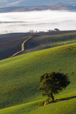 Tipik Toskana sonbahar sabahı manzarası, Val D 'Orcia, Toskana, İtalya