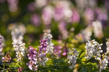 İçi boş baca (Corydalis cava), bahar ormanı, Güney Moravya, Çek Cumhuriyeti
