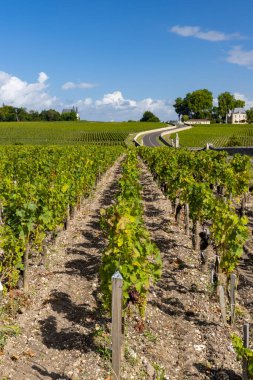 Chateau Pichon Longueville yakınlarındaki tipik üzüm bağları Kontes de Lalande, Bordeaux, Aquitaine, Fransa