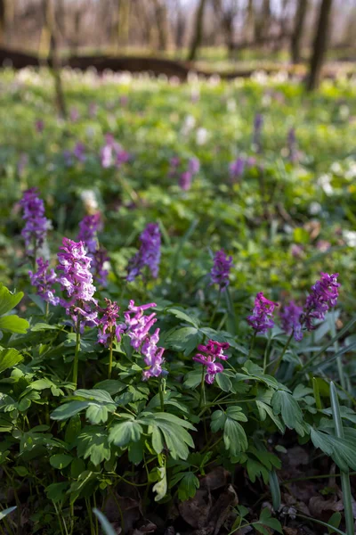 Pusty Komin Dymny Corydalis Cava Las Wiosenny Morawy Południowe Czechy — Zdjęcie stockowe