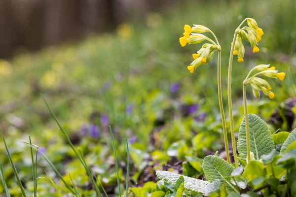 Divoká Jarní Primrose Severní Čechy Česká Republika — Stock fotografie