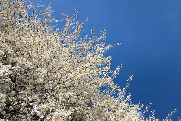 Albero Bianco Fiorito Contro Cielo Blu — Foto Stock