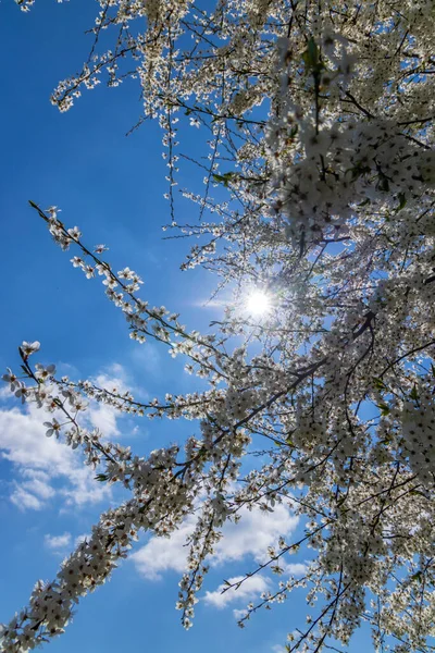 Mavi Gökyüzüne Karşı Beyaz Çiçek Açan Ağaç — Stok fotoğraf