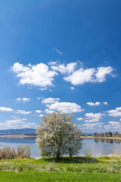 Дерево Весняному Ландшафті Dehtar Pond Czech Republic — стокове фото