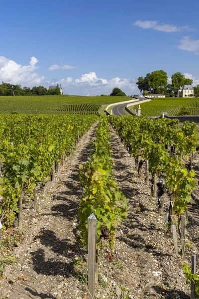 Chateau Pichon Longueville Yakınlarındaki Tipik Üzüm Bağları Kontes Lalande Bordeaux — Stok fotoğraf