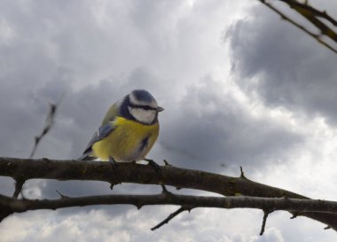 Blue tit near National park Podyji, Southern Moravia, Czech Republic