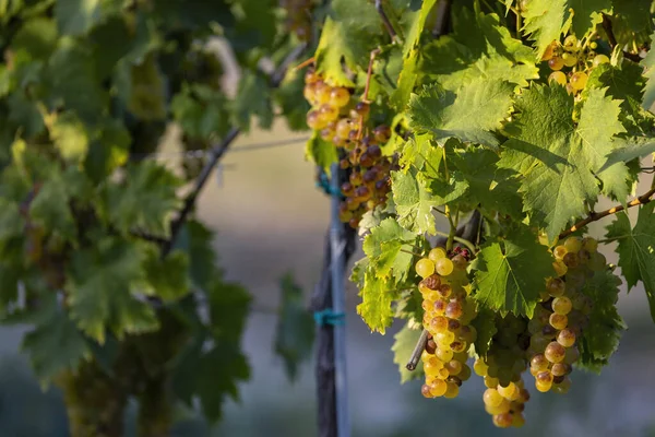 Grapes Yellow Muscat Hercegkut Tokaj Region Hungary — Stock Photo, Image