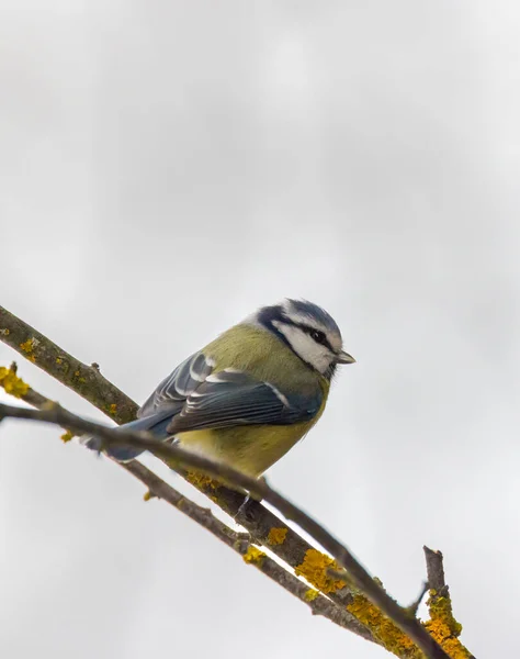 Blue Tit National Park Podyji Southern Moravia Czech Republic — Foto de Stock