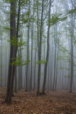 Beyaz Karpatlar 'daki Bahar Kayın Ormanı, Güney Moravya, Çek Cumhuriyeti