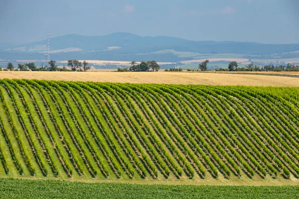 Landscape Vineyards Slovacko Southern Moravia Czech Republic — Stock Photo, Image