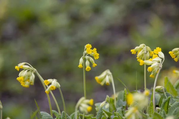 Wilde Lenteprimrose Noord Bohemen Tsjechië — Stockfoto