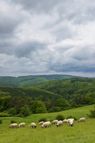 Paesaggio Primaverile Con Pecore Bianche Nei Carpazi Bianchi Repubblica Ceca — Foto Stock