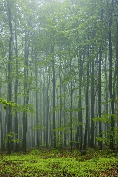 Spring Beech Forest White Carpathians Southern Moravia Czech Republic — Stock Photo, Image