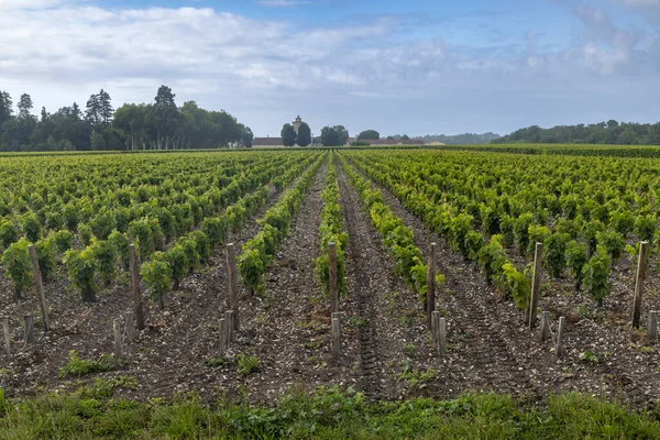 Viñedos Típicos Cerca Chateau Lagrange Burdeos Aquitania Francia —  Fotos de Stock