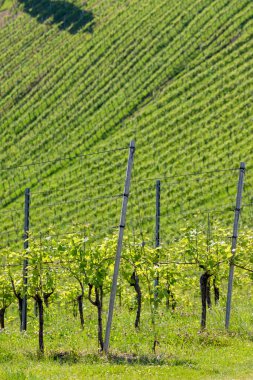 Styria 'daki Avusturya Slovenya sınırında üzüm bağı