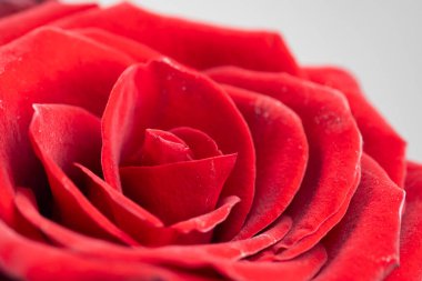 Bir buket taze gül, çiçek arkaplanı.