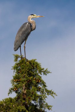 Gri balıkçıl Parco Naturale della Maremma, Toskana, İtalya