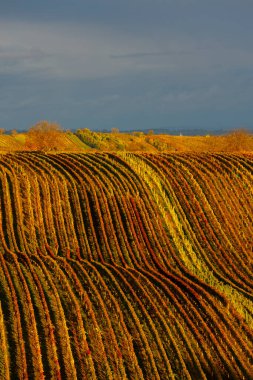 Cejkovice, Güney Moravya, Çek Cumhuriyeti yakınlarındaki sonbahar üzüm bağları