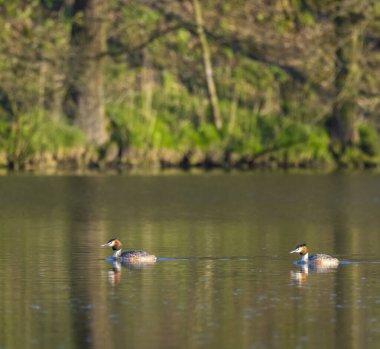 Great Crested Grebe (Podiceps kriteri), Güney Bohemya, Çek Cumhuriyeti