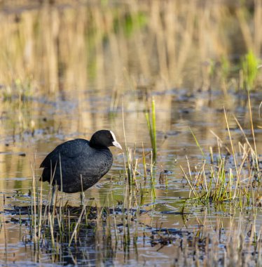 Siyah ördek (Fulica atra, Fulica prior), Güney Bohemya, Çek Cumhuriyeti