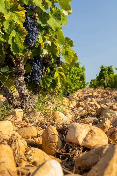 Typischer Weinberg Mit Stein Der Nähe Von Chateauneuf Pape Cotes — Stockfoto