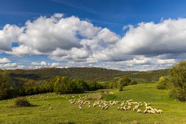 斯洛伐克马拉法特拉Terchova附近的羊群群 — 图库照片