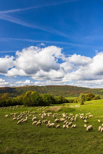 Terchova Yakınlarındaki Koyun Sürüsü Mala Fatra Slovakya — Stok fotoğraf