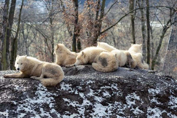 Wilki Zimą Zoo Brno — Zdjęcie stockowe