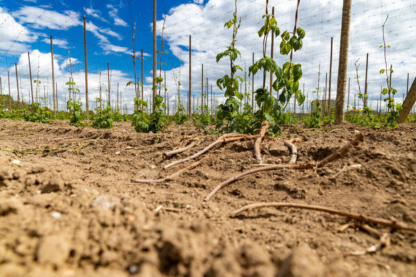 Хоп-филд, Чехия:: точное время, ранняя весна