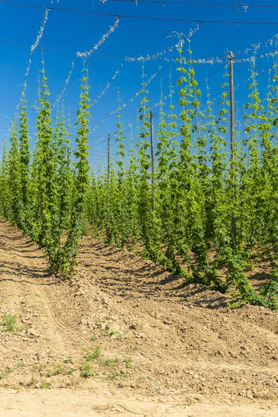 Hop Field Itt Zatec Régió Csehország — Stock Fotó