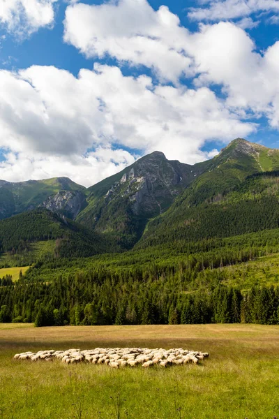 Fårflock Belianske Tatrabergen Slovakien — Stockfoto