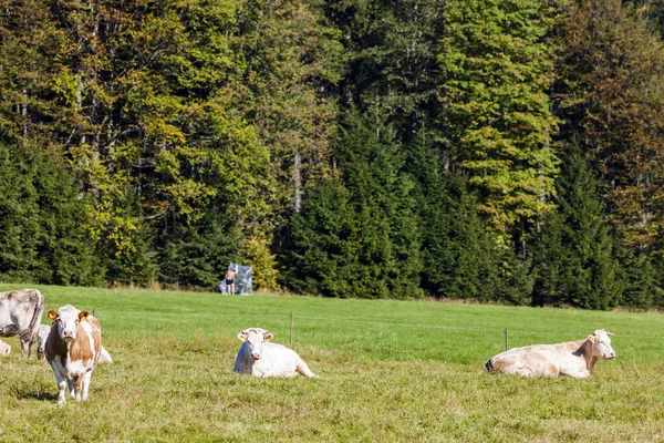 Manada Vacas Sumava República Checa — Fotografia de Stock