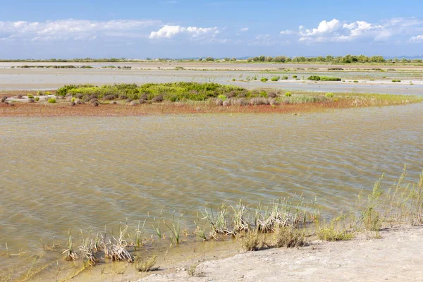 National Park Camargue Provence France — Stock Photo, Image