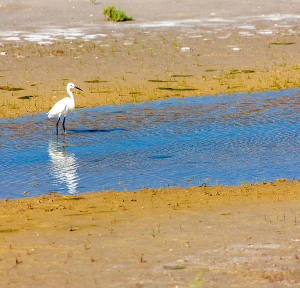 Camargue Provence França — Fotografia de Stock