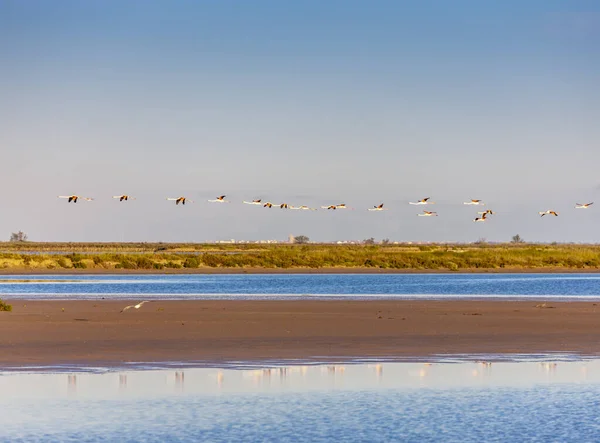 Parque Nacional Camargue Provence França — Fotografia de Stock