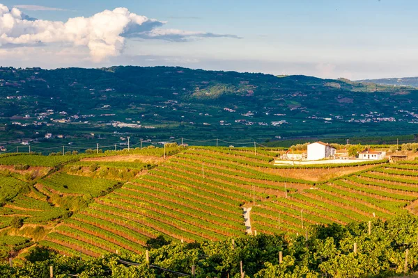 Fittaブドウ畑を見下ろす ヴェネト州 イタリア — ストック写真