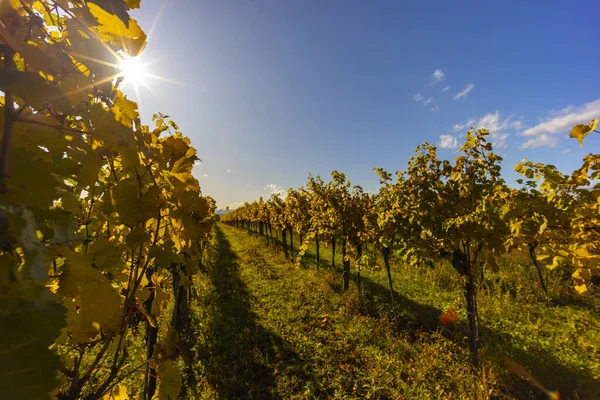 Осенний Виноградник Рядом Лангенлуа Нижняя Австрия Австрия — стоковое фото