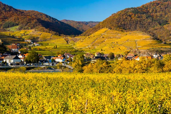 Vinhedo Outono Região Wachau Áustria — Fotografia de Stock