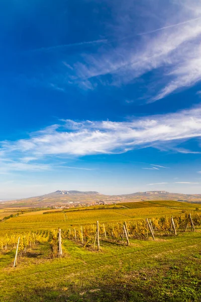 Vigneti Vicino Dolni Dunajovice Nella Regione Palava Moravia Meridionale Repubblica — Foto Stock