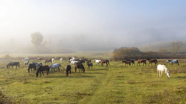 ハンガリー北部に馬の群れ — ストック写真