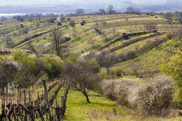 Wiosenna Winnica Pobliżu Mutenice Morawy Południowe — Zdjęcie stockowe