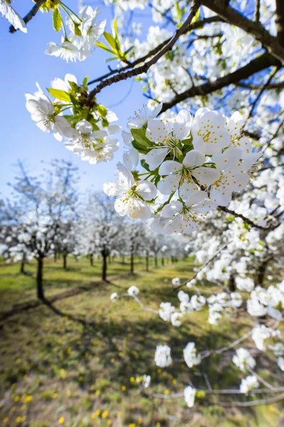 Blommande Körsbärsträdgård Nära Cejkovice Södra Mähren Tjeckien — Stockfoto