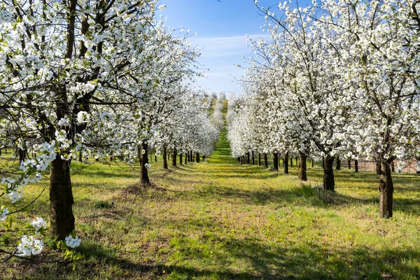 Blommande Körsbärsträdgård Nära Cejkovice Södra Mähren Tjeckien — Stockfoto