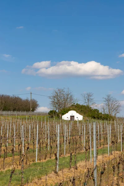 Vinkällare Palava Regionen Sydmähren Tjeckien — Stockfoto