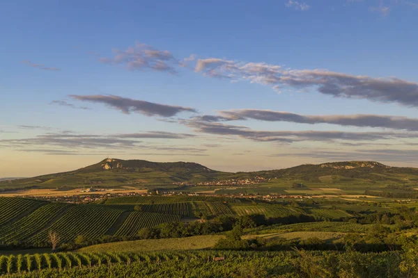 Виноградники Палавой Около Долни Дунайовице Южная Моравия Чехия — стоковое фото